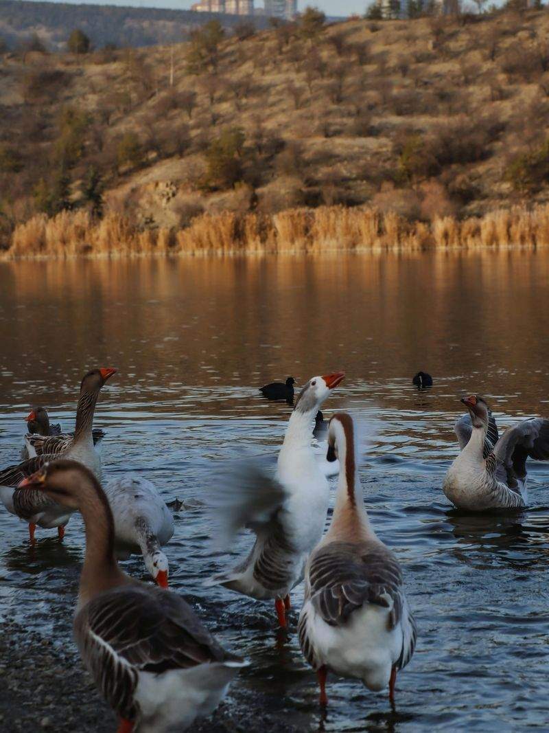 Natürliche Heilmittel für den Winter